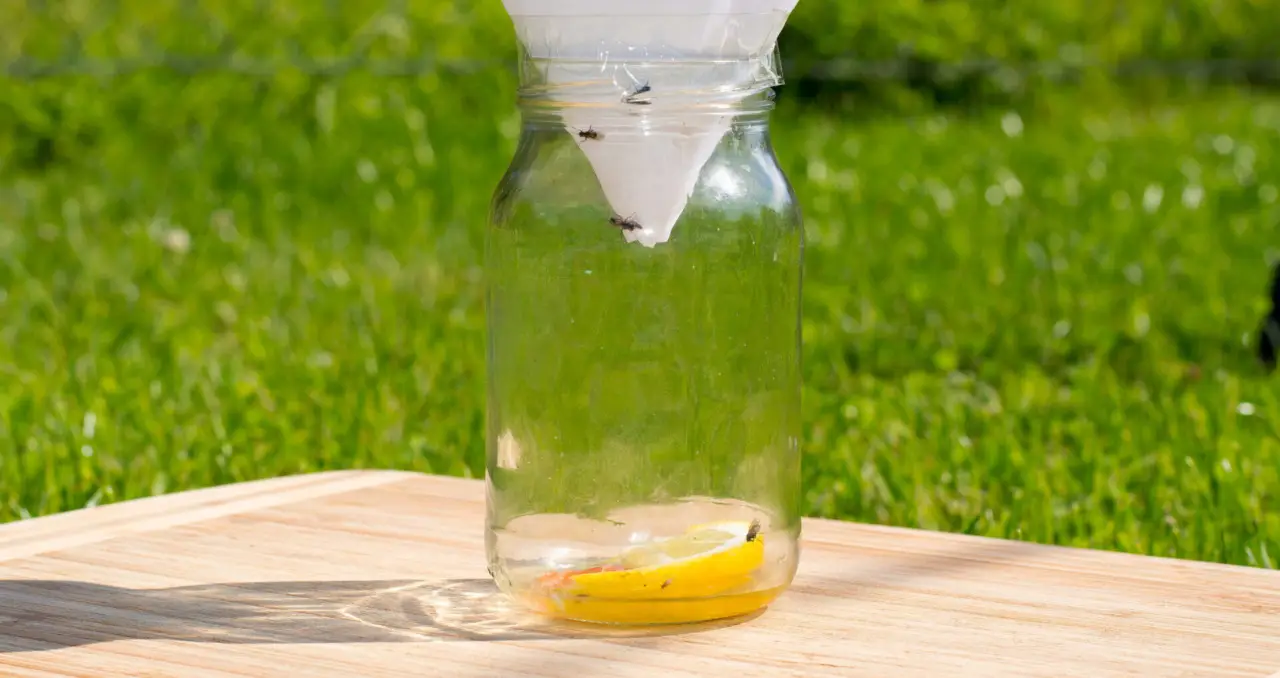 Come eliminare le mosche dalle piante