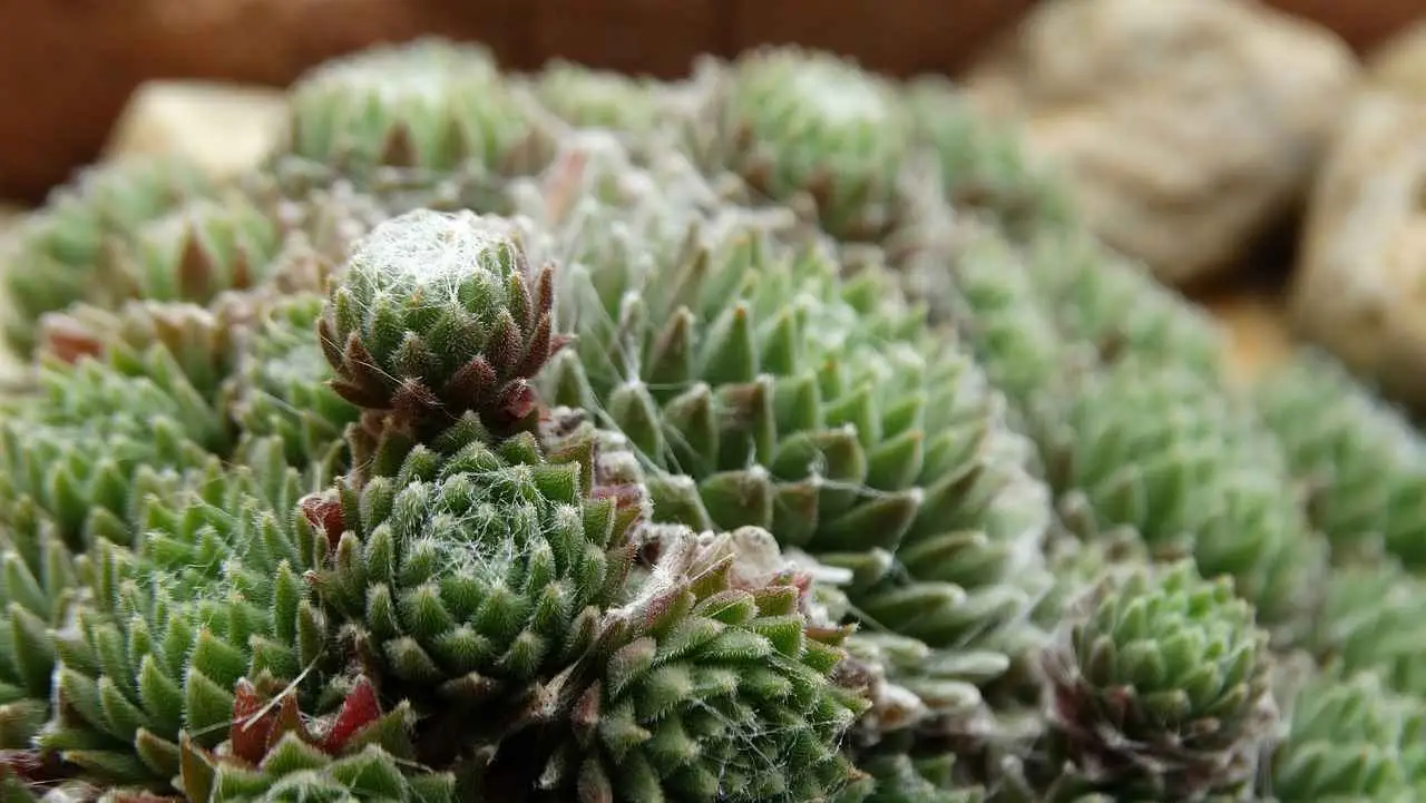 Non muore mai anche se la lasci fuori al gelo: ecco la pianta grassa più resistente del mondo