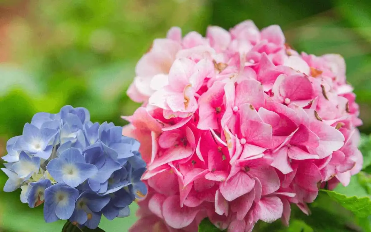 Le tue ortensie hanno i fiori sbiaditi? Ecco come restituire loro un colore intenso e brillante