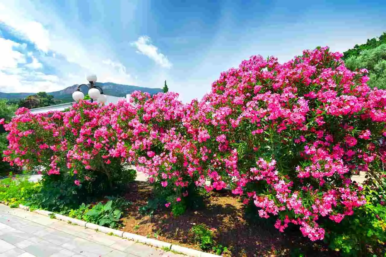 Piante da giardino che resistono al vento