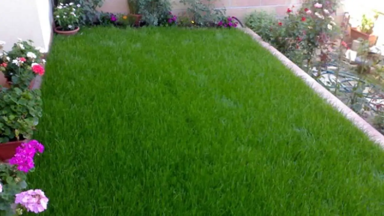 Il momento esatto e il trucco per piantare l’erba in giardino e ottenere un prato perfetto