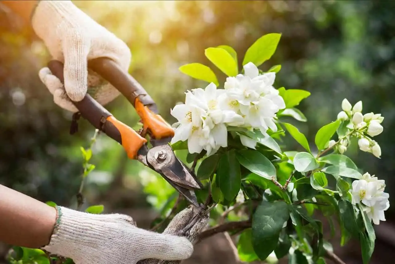 Il tuo Gelsomino non fiorisce? Probabilmente ha bisogno di questa potatura specifica