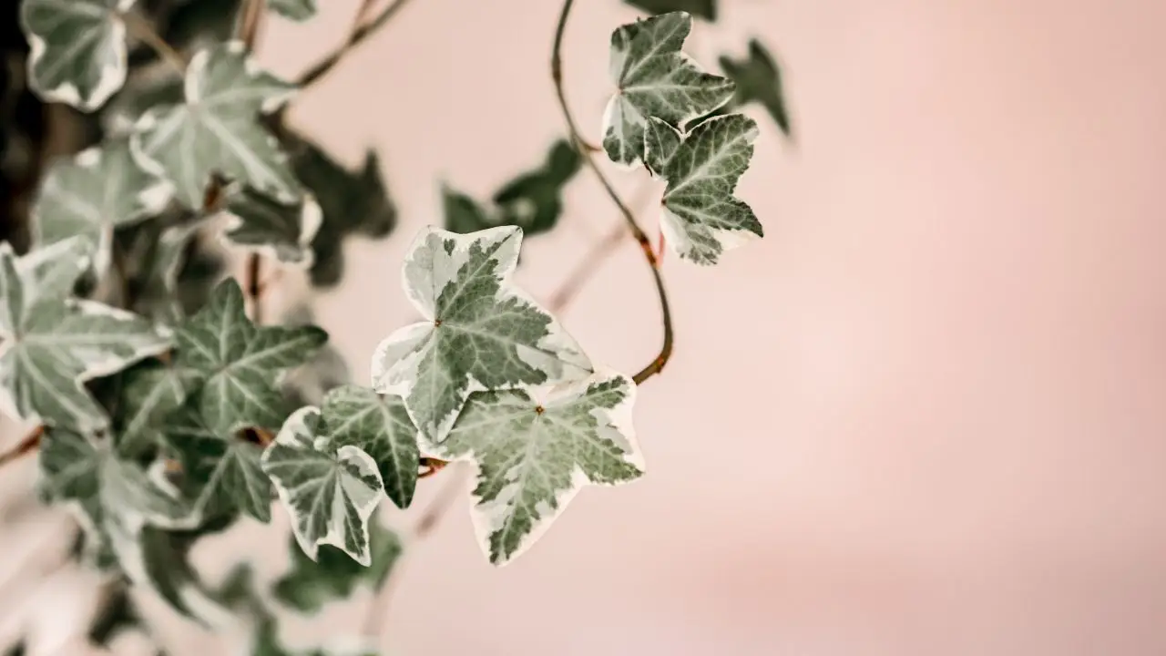 Vuoi coprire un muro o un balcone? Ecco la rampicante che non muore nemmeno d’inverno