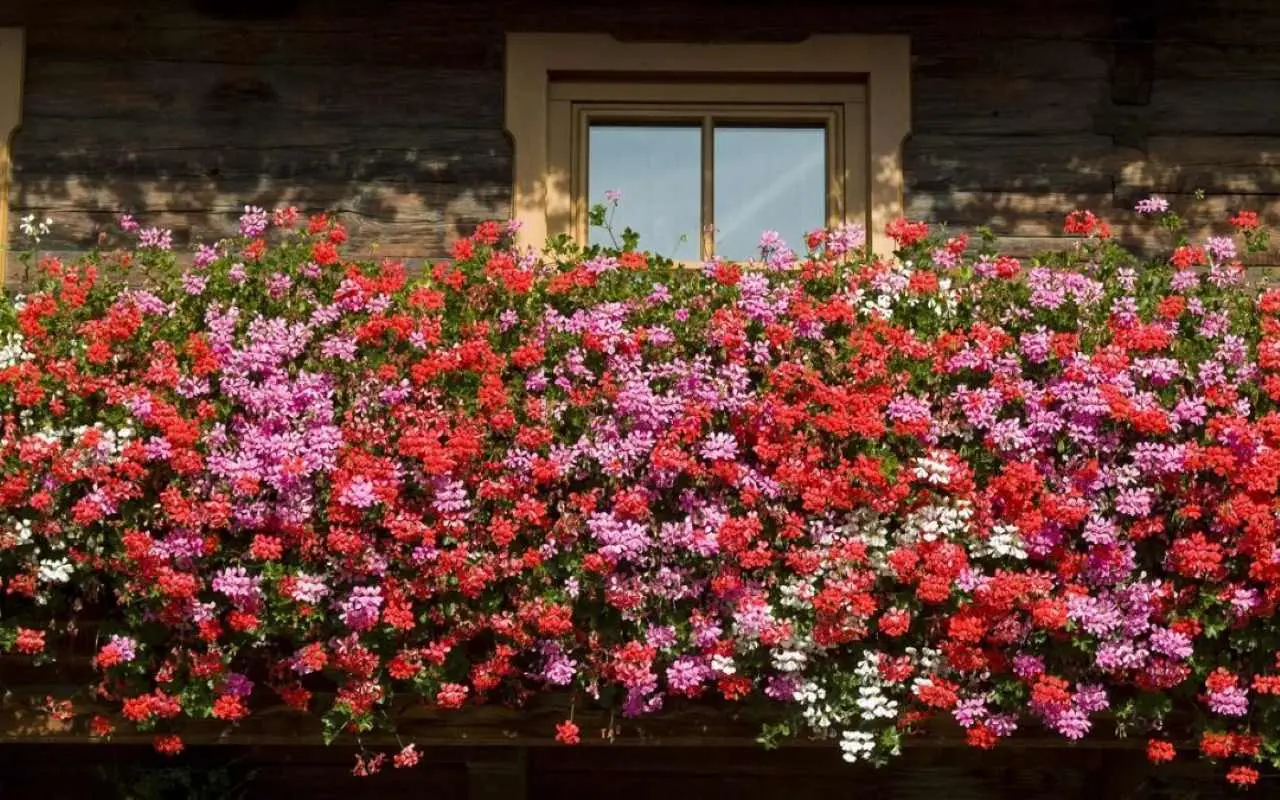 I 7 fiori da piantare ora per avere un balcone coloratissimo in primavera